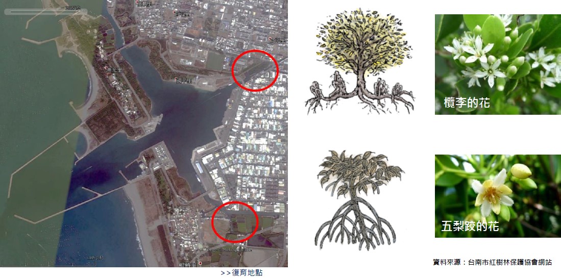 安平港紅樹林生態保育(資料來源：安平港環境報告書)