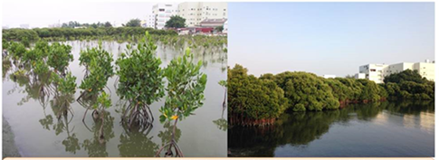安平港復育中(左)與復育後的紅樹林(右)