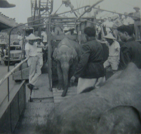 1960年代進口大象的盛況